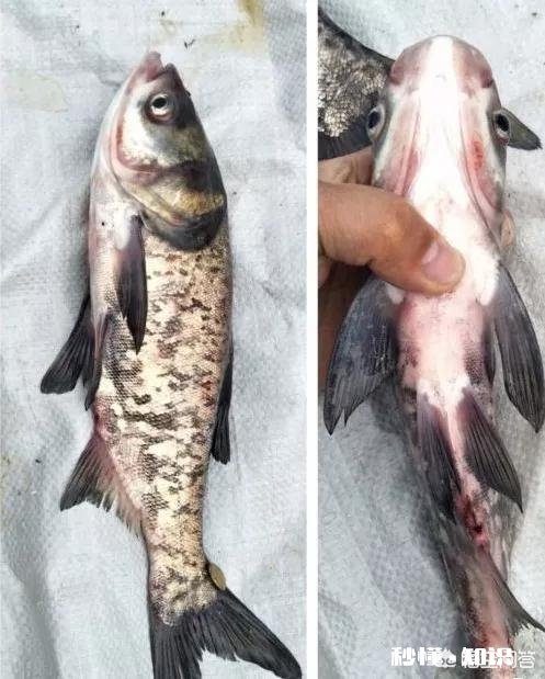 鱼塘每天都死白鲢和鲫鱼十几天，怎么治