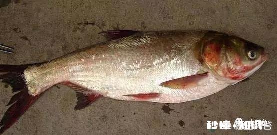 鱼塘每天都死白鲢和鲫鱼十几天，怎么治