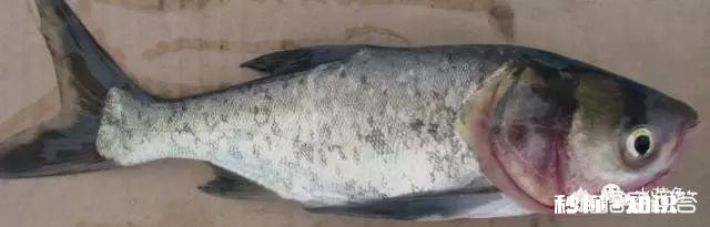 鱼塘每天都死白鲢和鲫鱼十几天，怎么治