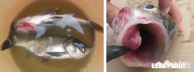鱼塘每天都死白鲢和鲫鱼十几天，怎么治