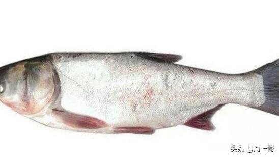 鱼塘每天都死白鲢和鲫鱼十几天，怎么治