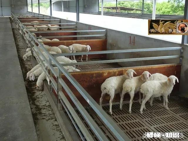 如果放弃高薪国企上班工作，改行农村发展养殖业，你觉得呢