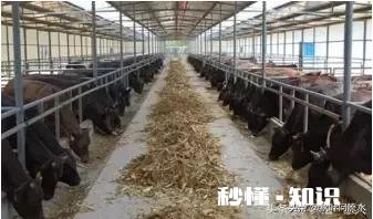 如果放弃高薪国企上班工作，改行农村发展养殖业，你觉得呢