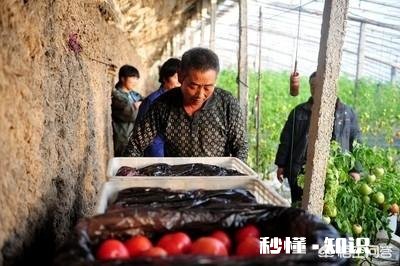 你家的大棚用自动控温机了吗