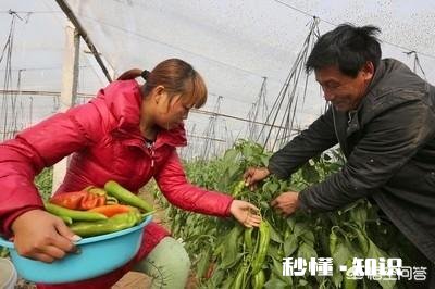 你家的大棚用自动控温机了吗