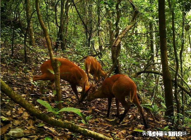 一些年轻人外出工作，留下老人在家护理茶园，以后会不会改变呢你怎么看