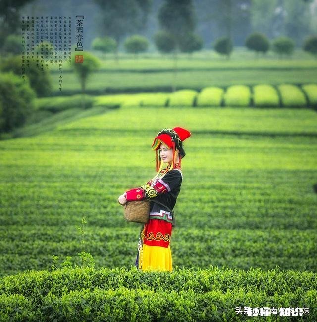 一些年轻人外出工作，留下老人在家护理茶园，以后会不会改变呢你怎么看