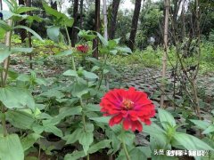 为什么有的学校中层喜欢骂老师来显示自己的领导地位