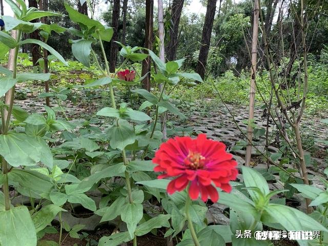 为什么有的学校中层喜欢骂老师来显示自己的领导地位