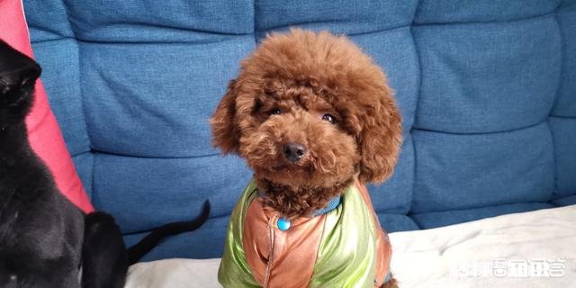 金毛智商真的高吗为啥我家是傻狗