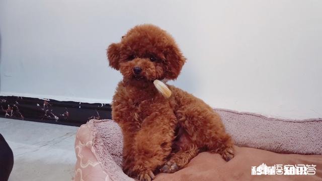 金毛智商真的高吗为啥我家是傻狗