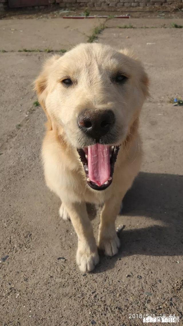 金毛智商真的高吗为啥我家是傻狗