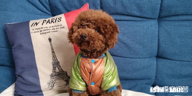 金毛智商真的高吗为啥我家是傻狗