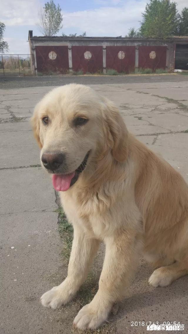 金毛智商真的高吗为啥我家是傻狗