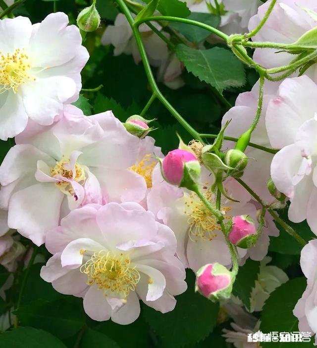 百花丛中谁最美