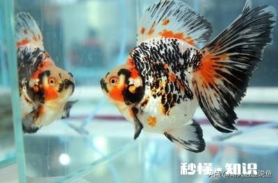 如果晚上关掉鱼缸氧气只开过滤对硝化细菌有什么影响