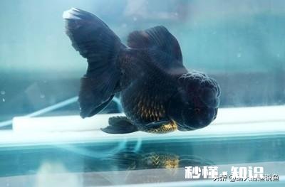 如果晚上关掉鱼缸氧气只开过滤对硝化细菌有什么影响