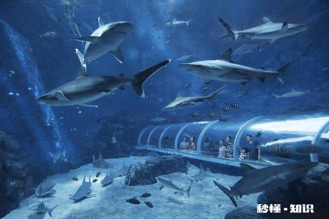 如果晚上关掉鱼缸氧气只开过滤对硝化细菌有什么影响