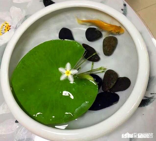 怎样养好一叶莲