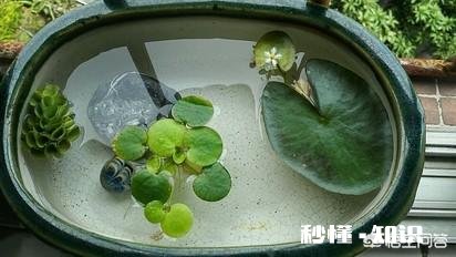 怎样养好一叶莲