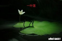 怎样养好一叶莲