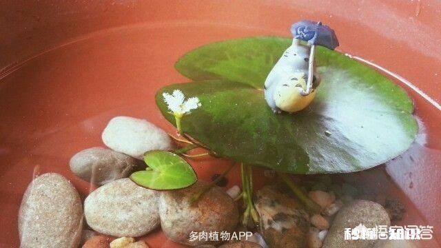 怎样养好一叶莲