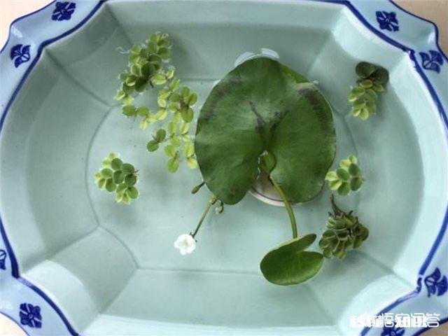 怎样养好一叶莲