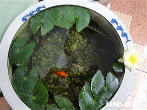 怎样养好一叶莲