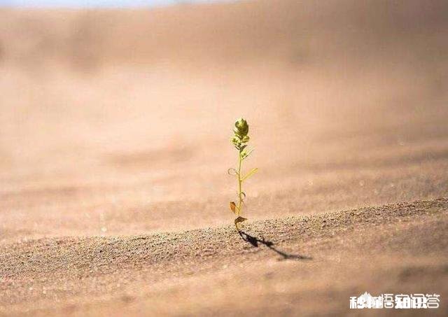 失落，该怎么自我调解