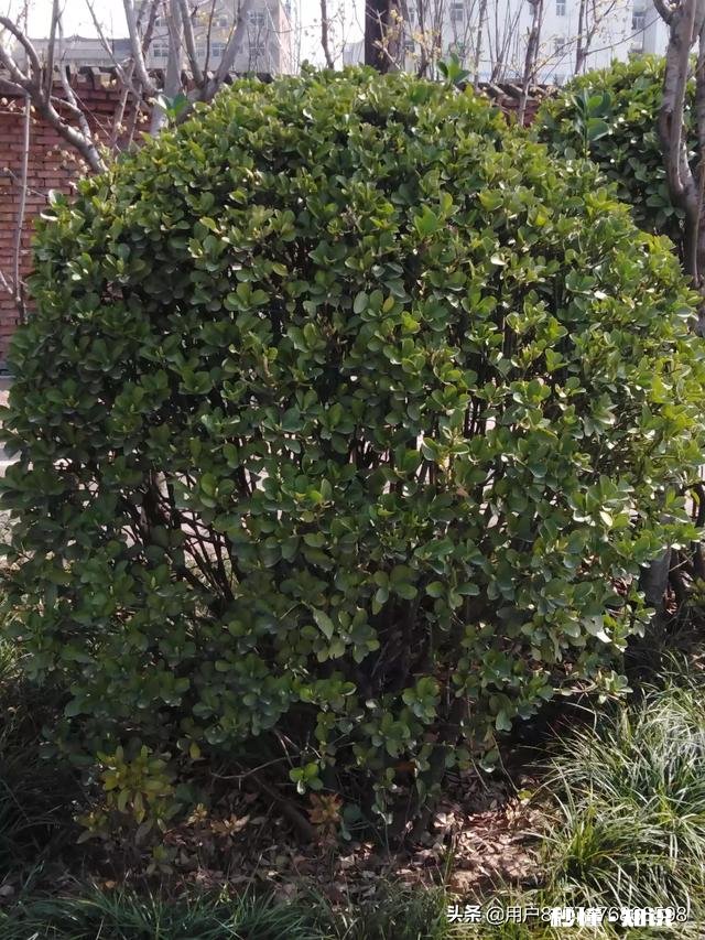 戒烟30多天了，吃什么能够让肺部生痰