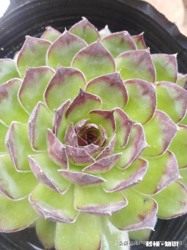 戒烟30多天了，吃什么能够让肺部生痰