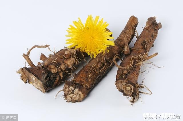 蒲公英根有什么作用