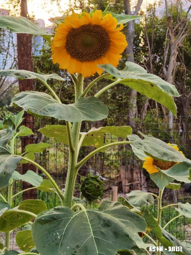 生了二胎以后,你对两个孩子的爱一样吗
