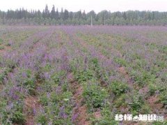 种植丹参前景如何