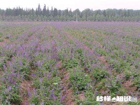种植丹参前景如何
