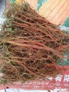 丹参挖回家后如何干燥为什么有的鲜丹参拿回家经晾干后里面变成了灰黑色，这是怎么回事