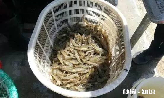 为什么一些搞养殖的朋友都说不挣钱,还在坚持