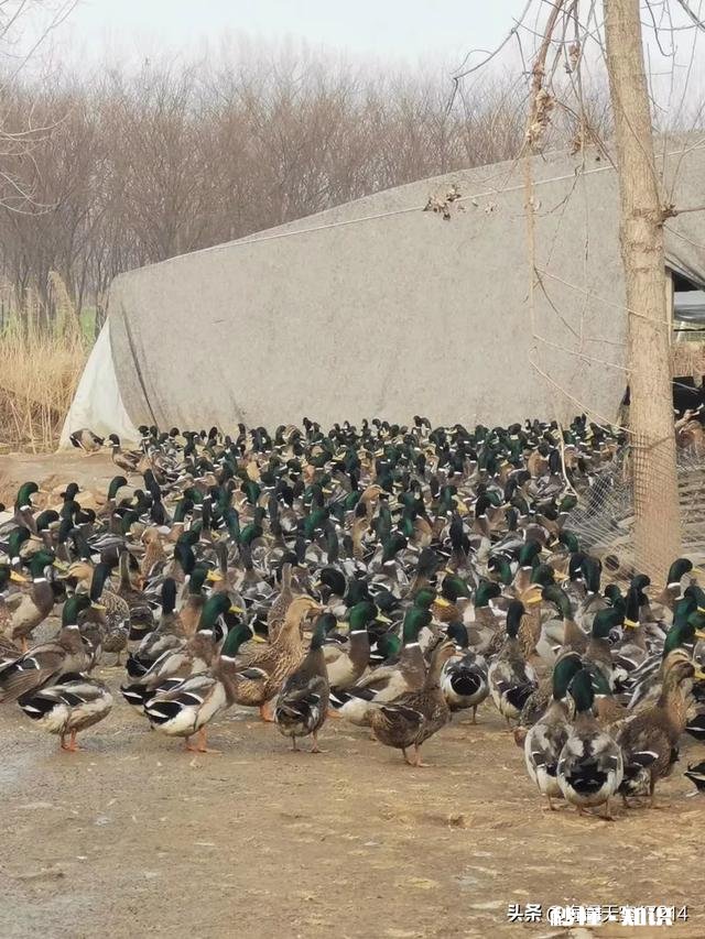 为什么一些搞养殖的朋友都说不挣钱,还在坚持