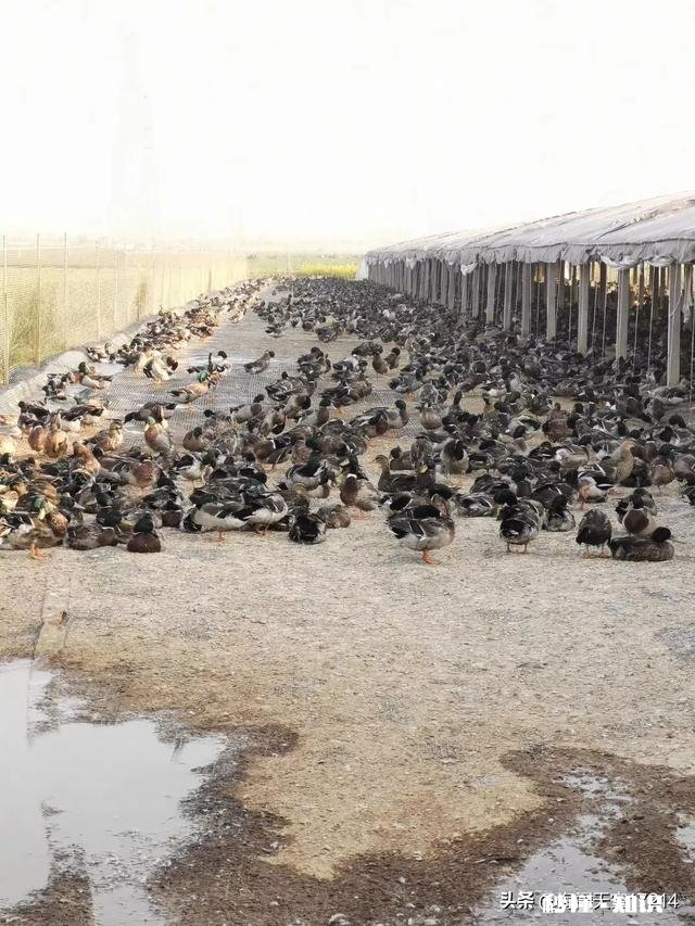 为什么一些搞养殖的朋友都说不挣钱,还在坚持