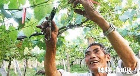 葡萄什么时候修剪