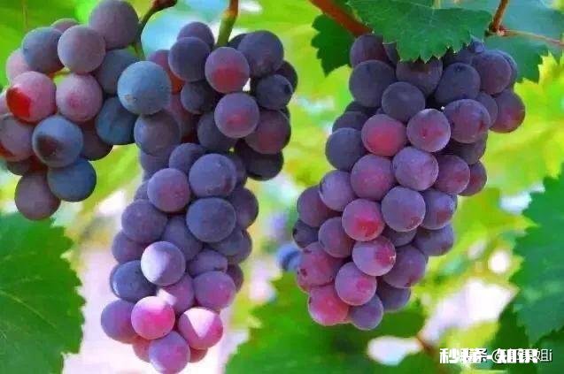 葡萄什么时候修剪