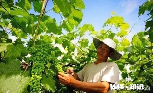 葡萄什么时候修剪