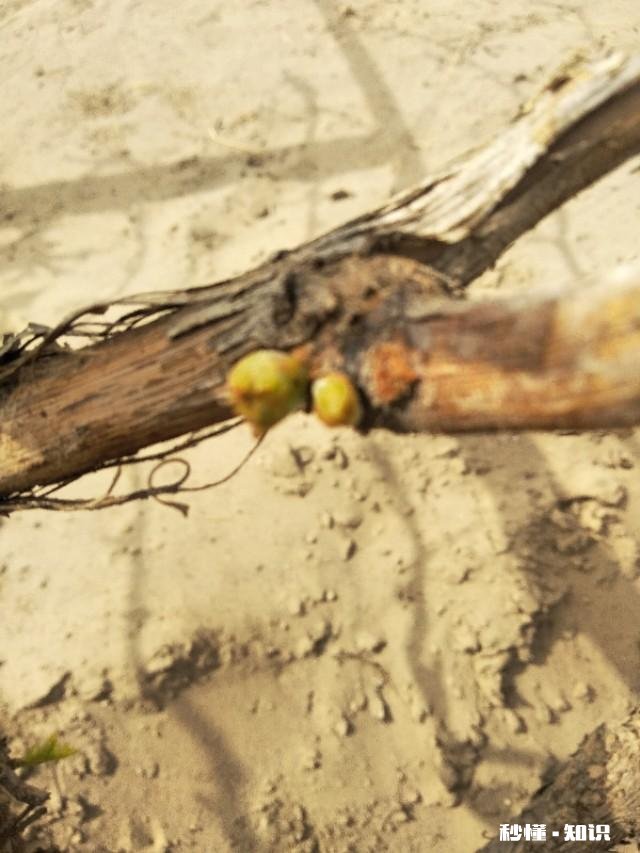 葡萄什么时候修剪