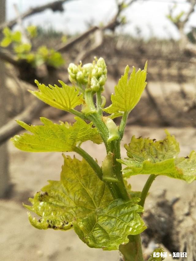 葡萄什么时候修剪