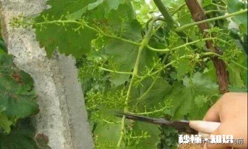 葡萄什么时候修剪