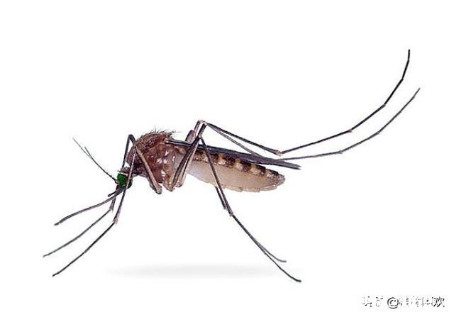 夏天感觉蚊子挺多的，如果突然之间少了蚊子会怎么样呢