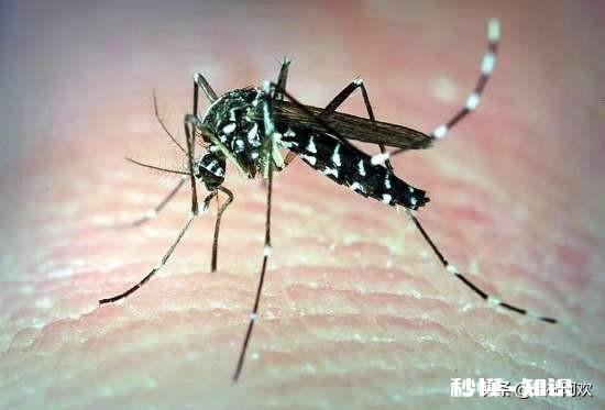 夏天感觉蚊子挺多的，如果突然之间少了蚊子会怎么样呢