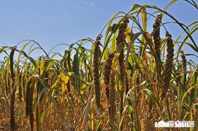 大家觉得心灵鸡汤有用吗以前信，现在不信了，觉得就是洗脑的玩意