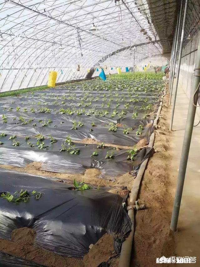 塑料大棚和日光温室有什么不同