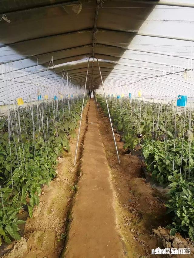 塑料大棚和日光温室有什么不同